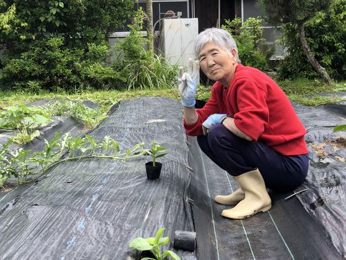 畑仕事
